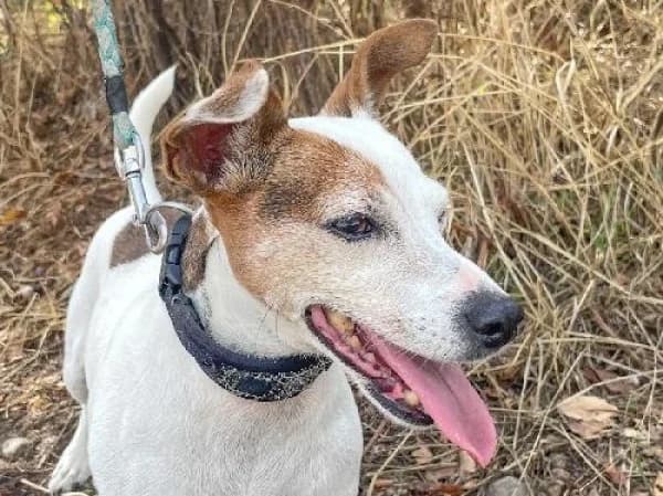 JACKIE, Mixed Breed for adoption at SPA de Mulhouse, Mulhouse