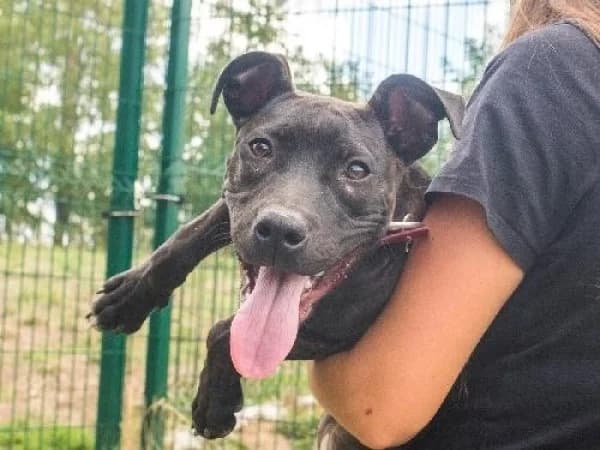 ALYA, Mixed Breed for adoption at SPA de Mulhouse, Mulhouse