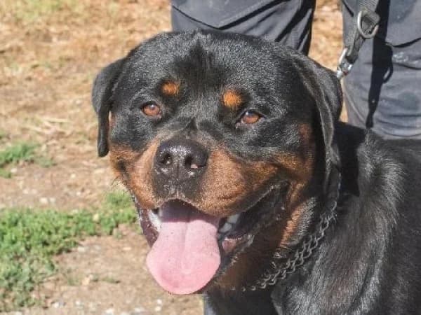 VOLF DIT BARON, Mixed Breed for adoption at SPA de Mulhouse, Mulhouse