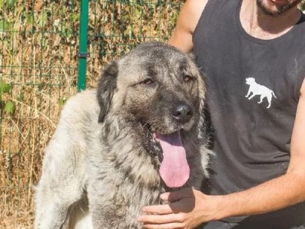 BOZO, Mixed Breed for adoption at SPA de Mulhouse, Mulhouse