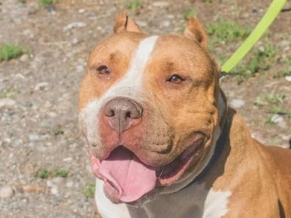 BERETTA, Mixed Breed for adoption at SPA de Mulhouse, Mulhouse