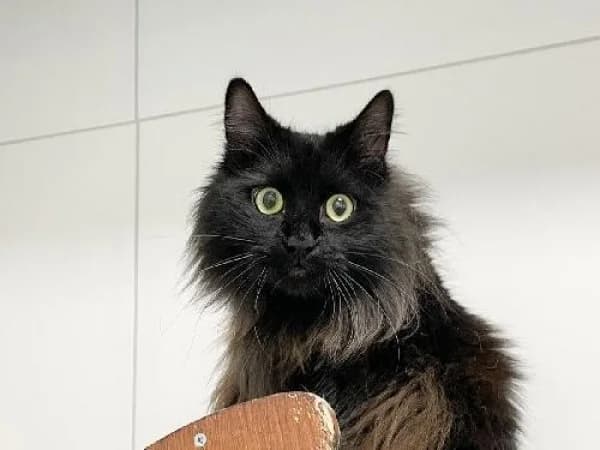SIMBA, Mixed Breed for adoption at SPA de Mulhouse, Mulhouse