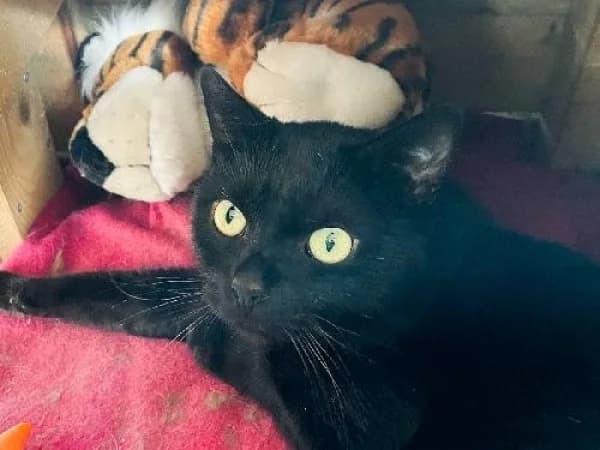 BATMAN, Mixed Breed for adoption at SPA de Mulhouse, Mulhouse