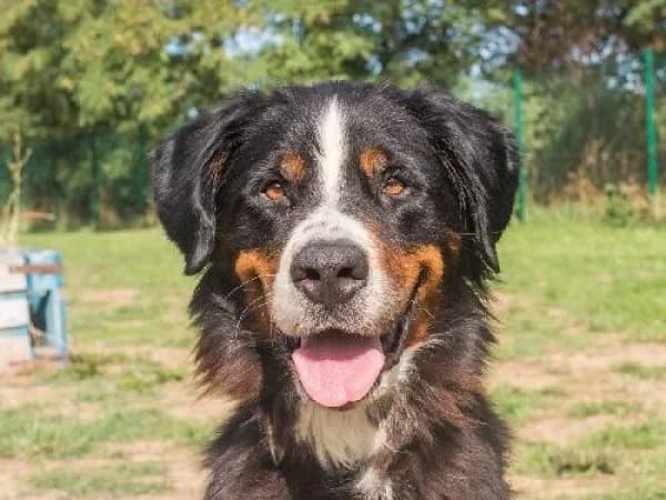 PEPITE, Mixed Breed for adoption at SPA de Mulhouse, Mulhouse