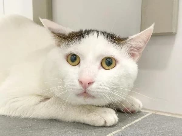 FURY, Mixed Breed for adoption at SPA de Mulhouse, Mulhouse