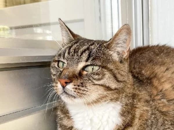 ROSE, Mixed Breed for adoption at SPA de Mulhouse, Mulhouse