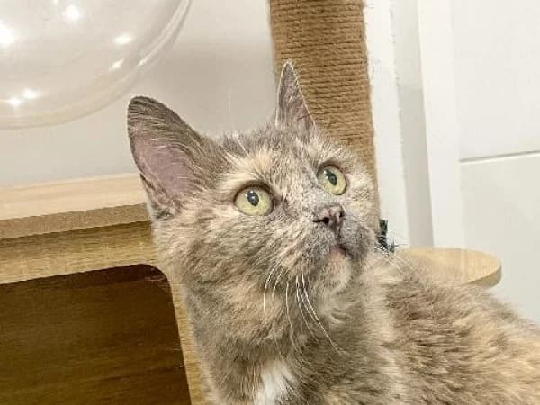 VIOLETTE, Mixed Breed for adoption at SPA de Mulhouse, Mulhouse