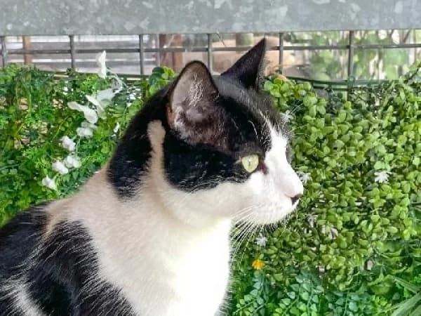 SNOOP, Mixed Breed for adoption at SPA de Mulhouse, Mulhouse