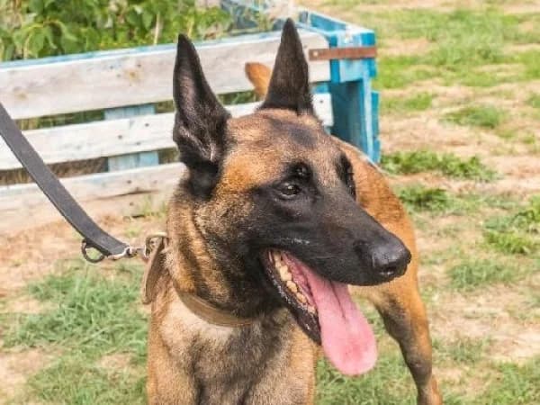 SKAR, Mixed Breed for adoption at SPA de Mulhouse, Mulhouse