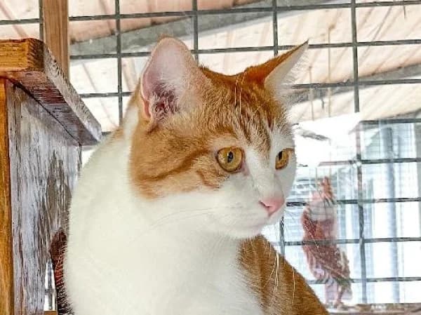 BAL, Mixed Breed for adoption at SPA de Mulhouse, Mulhouse