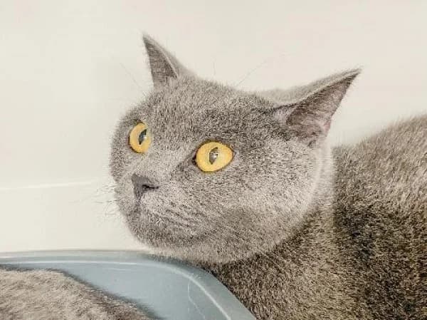 NOE, Mixed Breed for adoption at SPA de Mulhouse, Mulhouse
