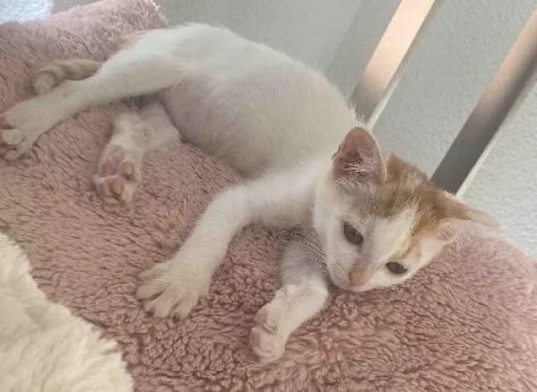 LUCIOLE, Mixed Breed for adoption at SPA de Mulhouse, Mulhouse