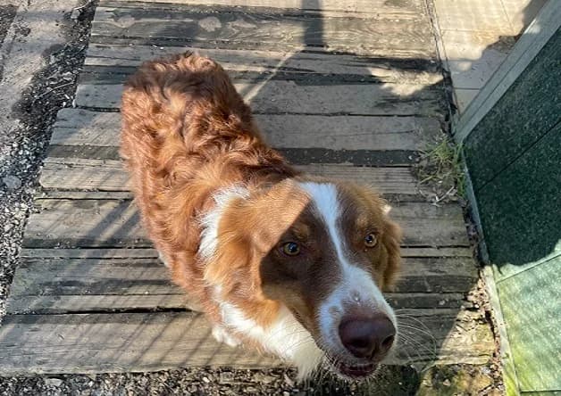 VASCO, male young Australian Shepherd for adoption at Bouguenais), Nantes