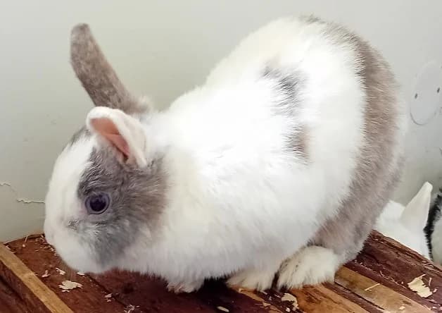 Dahlia, female mixed breed for adoption at Bouguenais), Nantes