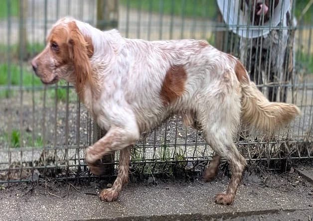FULBERT, male senior English Setter for adoption at Bouguenais), Nantes