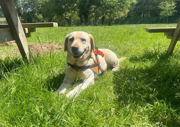 SHAPPY, female 4yo Labrador Retriever for adoption at Bouguenais), Nantes