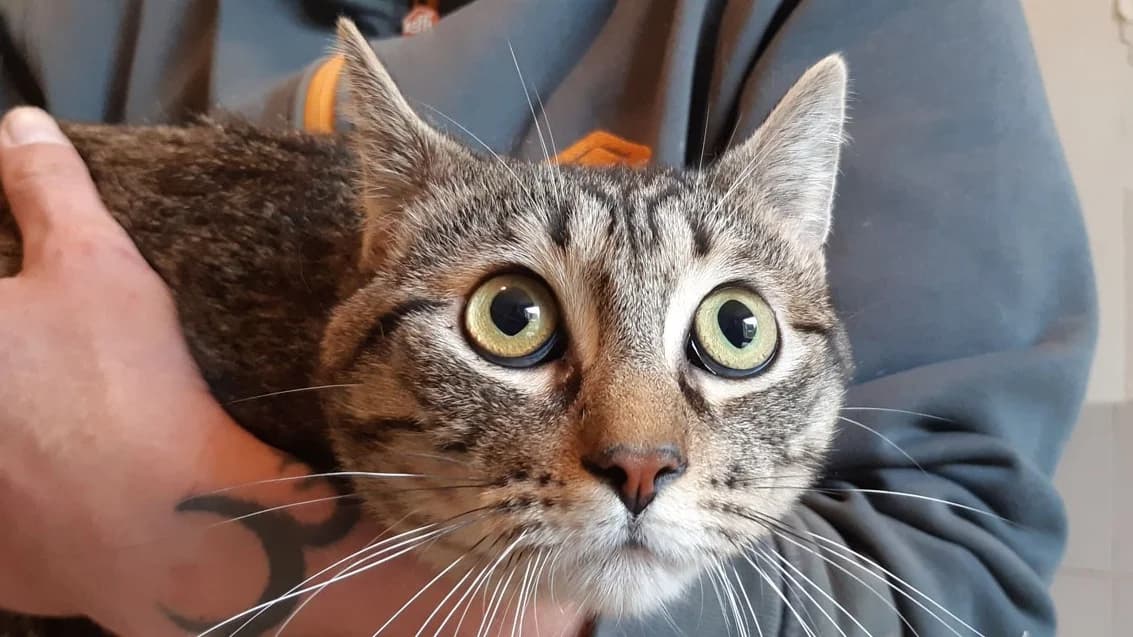 Féfé, male Mixed Breed for adoption at Bouguenais), Nantes