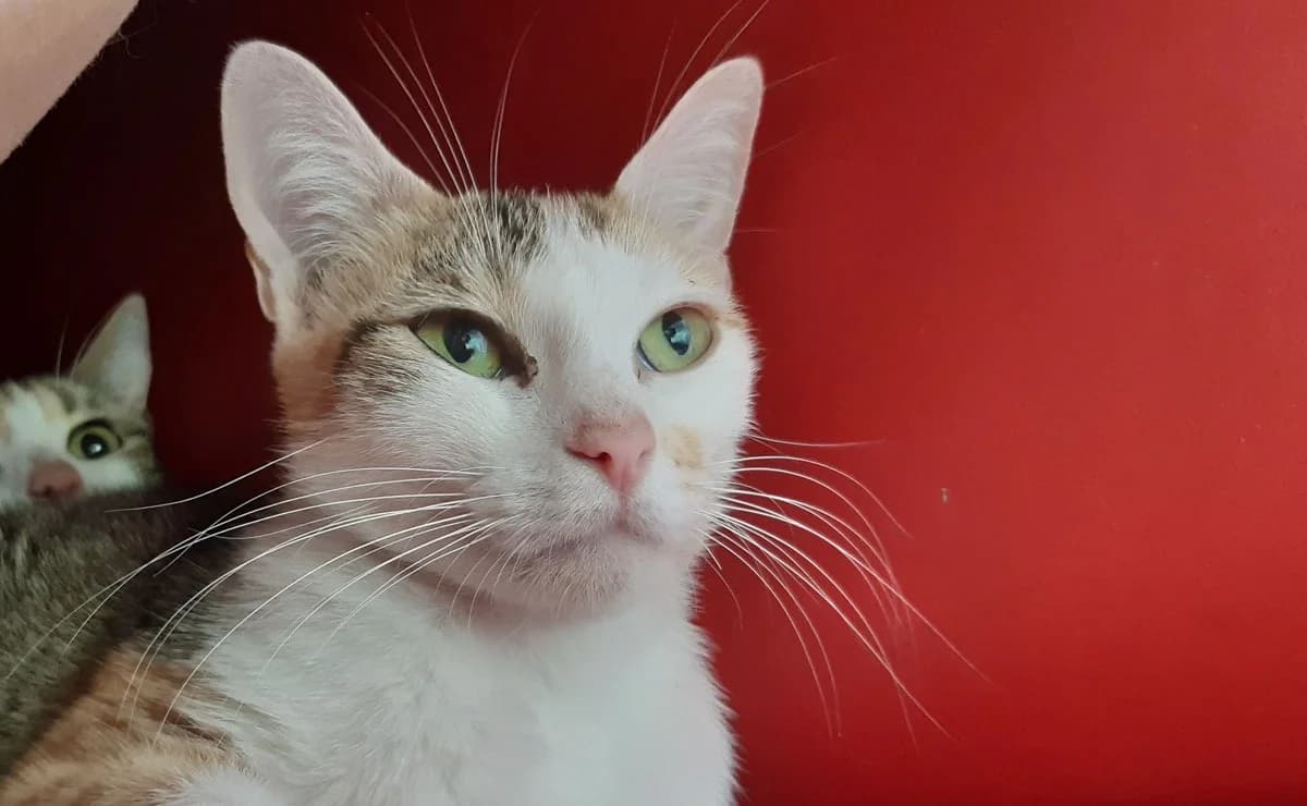 Minisa, female young Mixed Breed for adoption at Bouguenais), Nantes