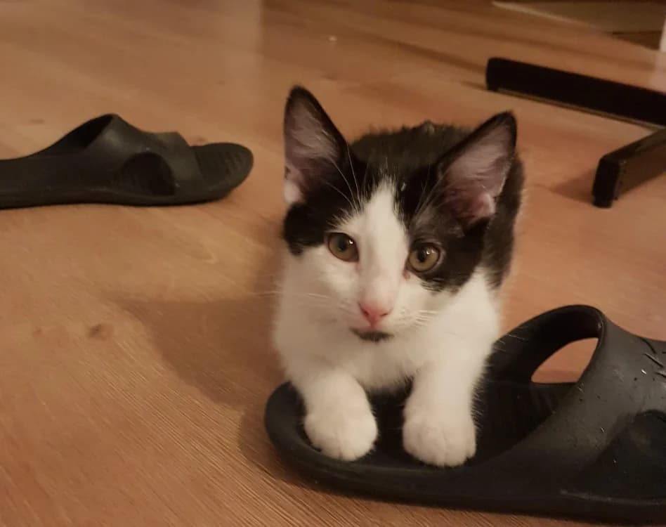 JUPITER, male puppy Mixed Breed for adoption at Bouguenais), Nantes
