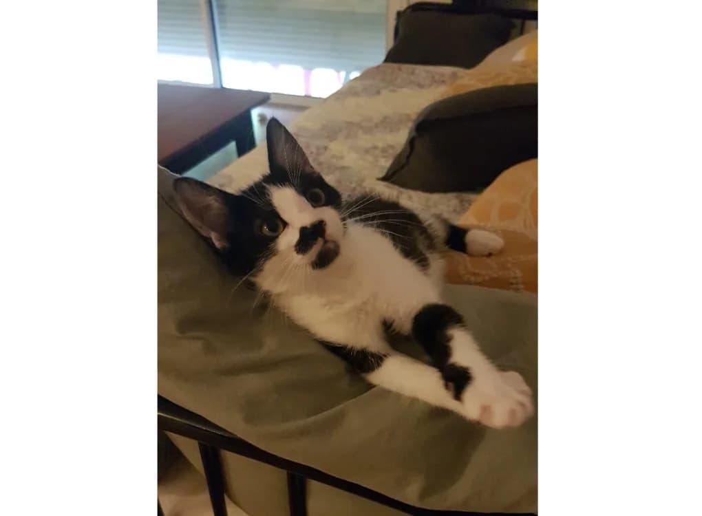 NEPTUNE, female Mixed Breed for adoption at Bouguenais), Nantes