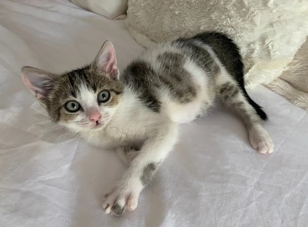POIRE, female Mixed Breed for adoption at Bouguenais), Nantes
