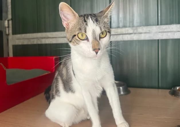 SMOKY, male young Mixed Breed for adoption at Bouguenais), Nantes