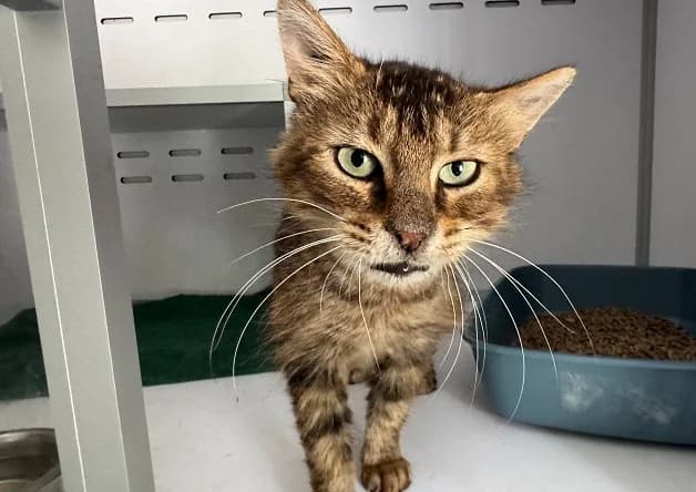 GRIZLY, male 5yo Mixed Breed for adoption at Bouguenais), Nantes