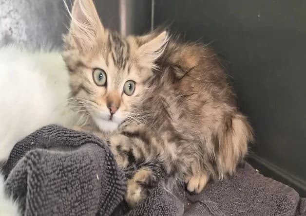 BRITNEY, female Mixed Breed for adoption at Bouguenais), Nantes