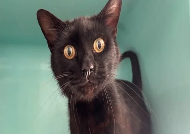 BLACKY, male young Mixed Breed for adoption at Bouguenais), Nantes
