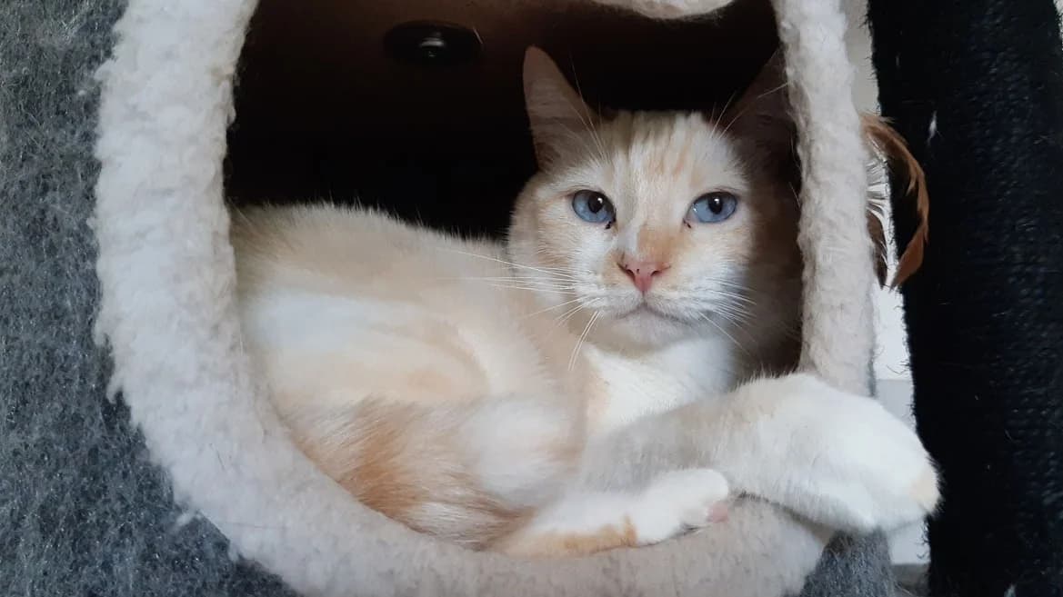 Keyling, male 7yo Mixed Breed for adoption at Bouguenais), Nantes