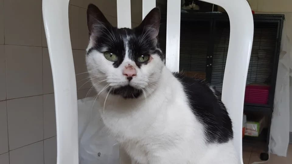 Siara, female senior Mixed Breed for adoption at Bouguenais), Nantes