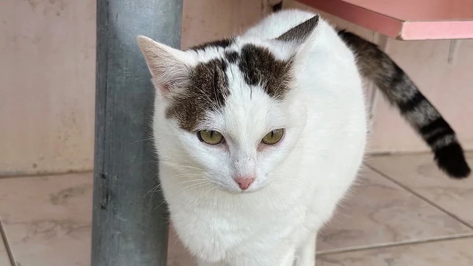 KIRIKOU, male senior mixed breed for adoption at Bouguenais), Nantes