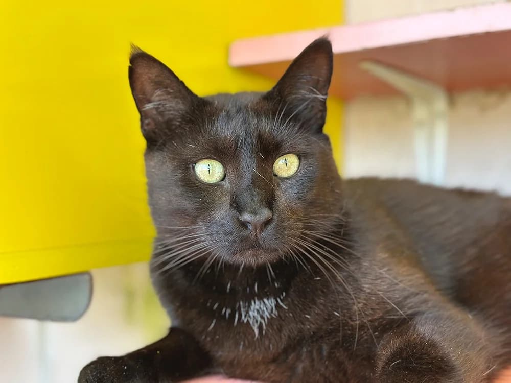 MARCEL, male 6yo mixed breed for adoption at Bouguenais), Nantes
