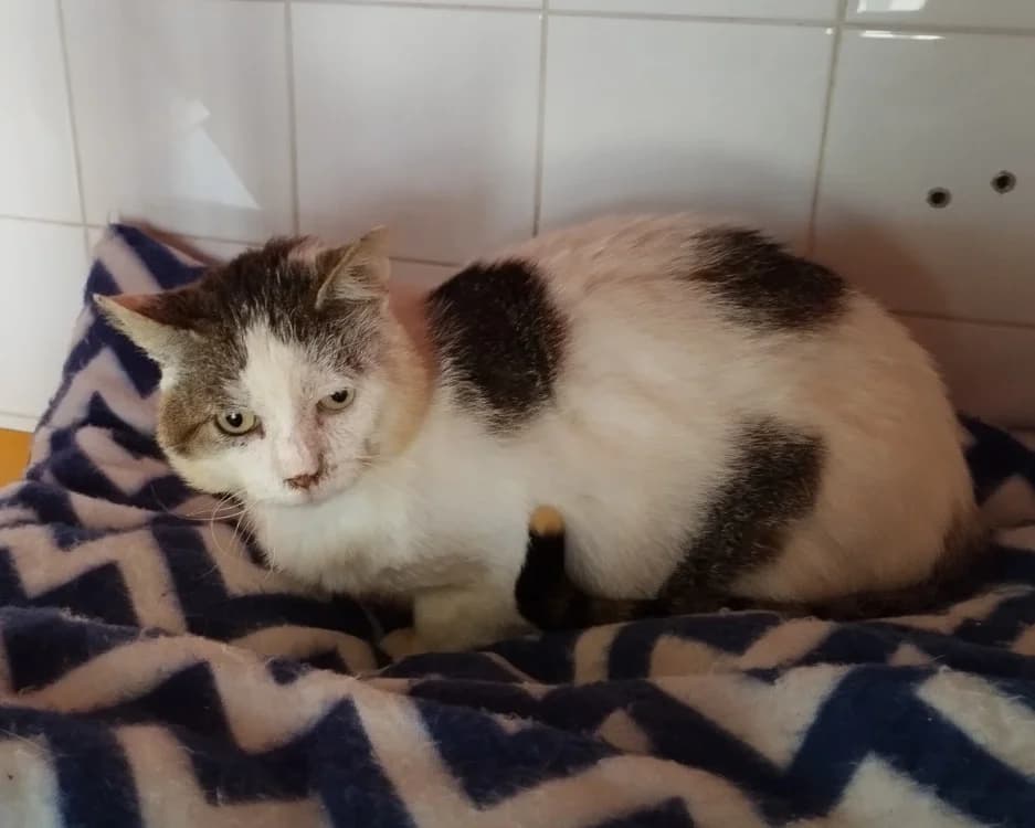 SHERLOCK, male 3yo Mixed Breed for adoption at Bouguenais), Nantes