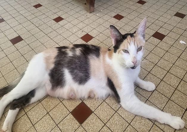 Iris (maman), female young Mixed Breed for adoption at Bouguenais), Nantes
