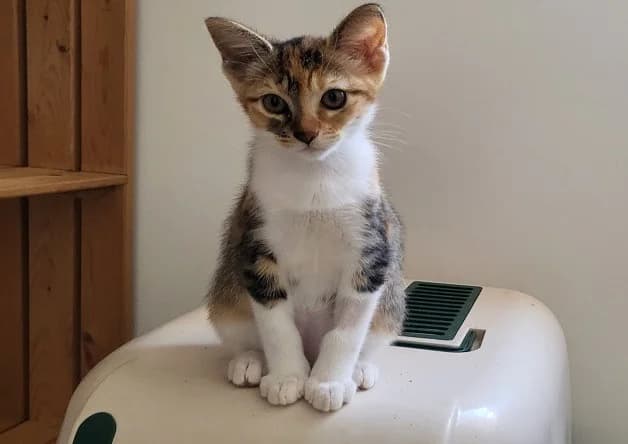 Chihiro, female puppy Mixed Breed for adoption at Bouguenais), Nantes