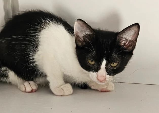 VANILLE, female Mixed Breed for adoption at Bouguenais), Nantes