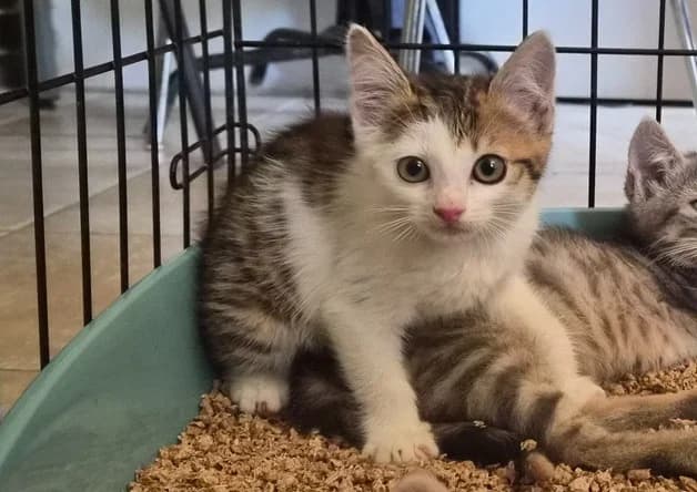 MUSA (ventre blanc), female Mixed Breed for adoption at Bouguenais), Nantes