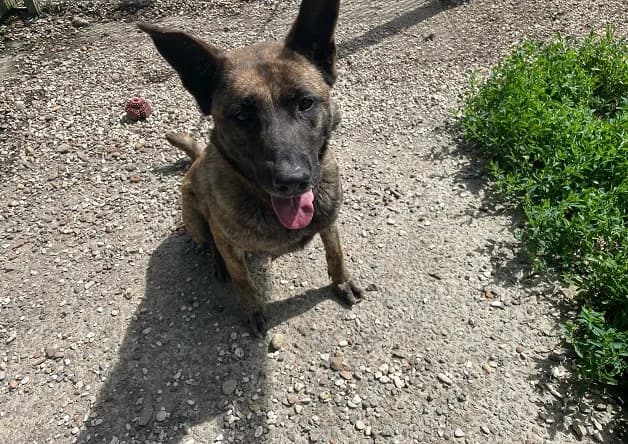 SWIF, female young Mixed Breed for adoption at Bouguenais), Nantes