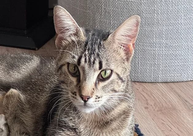 CALINE, female young Mixed Breed for adoption at Bouguenais), Nantes