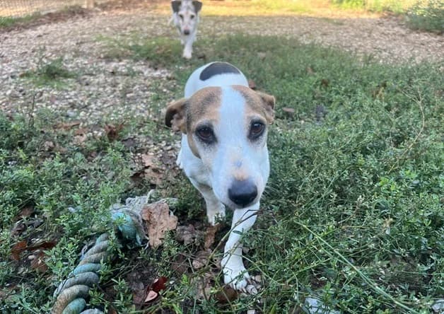 Lutece, female senior Jack Russell Terrier for adoption at Bouguenais), Nantes