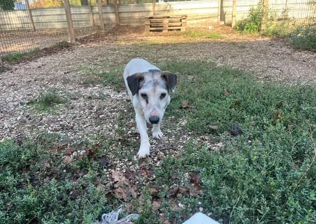 ECLAIR, male senior Jack Russell Terrier for adoption at Bouguenais), Nantes