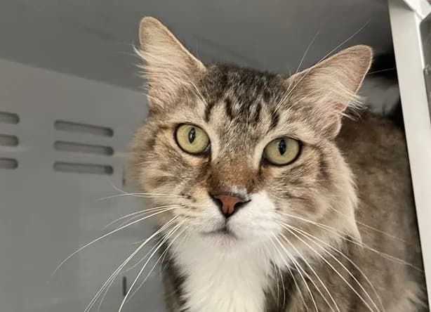BERLIOZ, male 6yo Mixed Breed for adoption at Bouguenais), Nantes