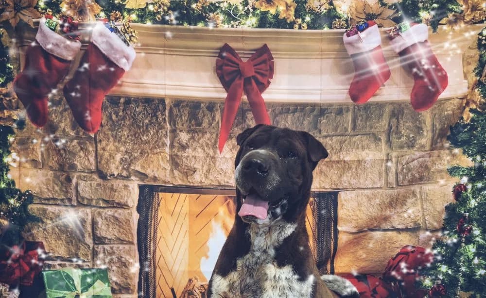 REIKO, male 5yo Mixed Breed for adoption at Bouguenais), Nantes