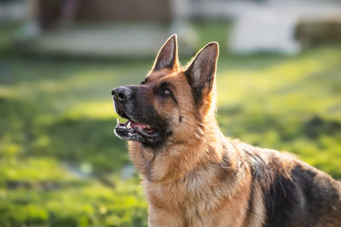 Orla, female senior German Shepherd for adoption at Bouguenais), Nantes