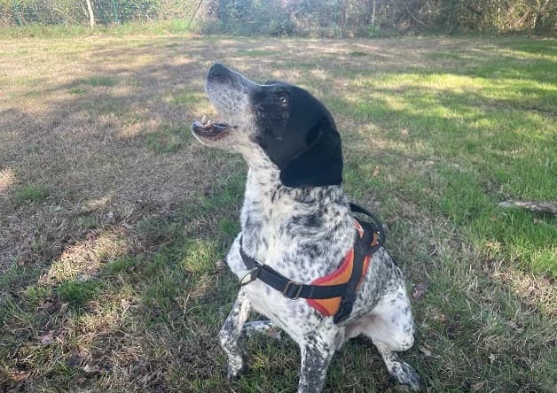PETER, male 7yo mixed breed for adoption at Bouguenais), Nantes