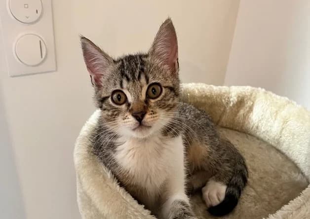SUKI, female puppy mixed breed for adoption at Bouguenais), Nantes