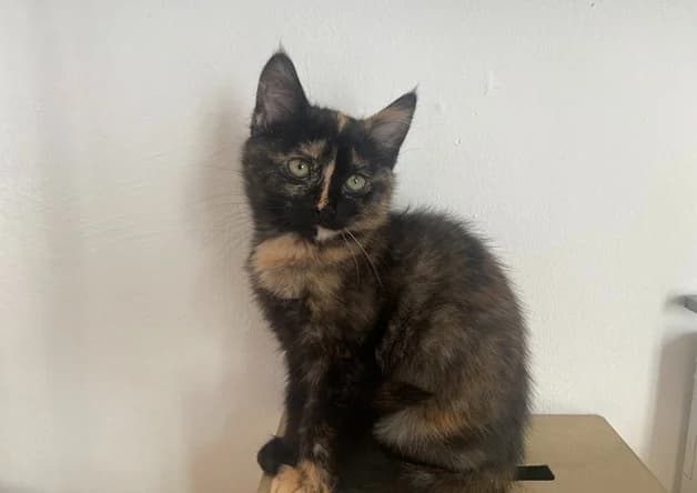 REGLISSE, female Mixed Breed for adoption at Bouguenais), Nantes