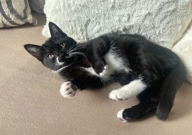 MOKA, female mixed breed for adoption at Bouguenais), Nantes