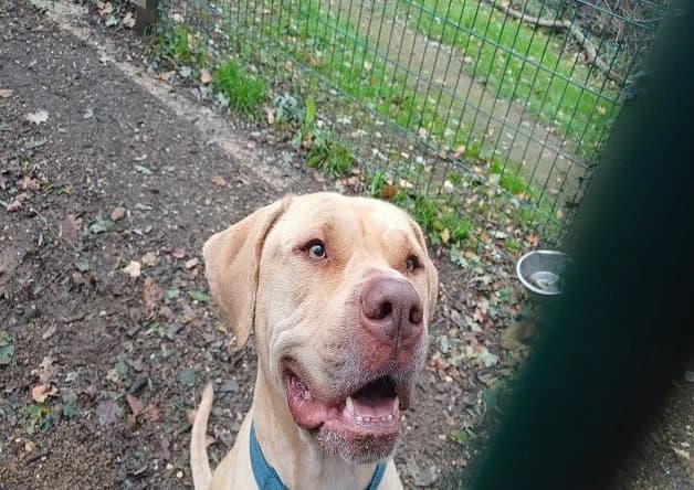 T-MAX, male 4yo American Bully for adoption at Bouguenais), Nantes